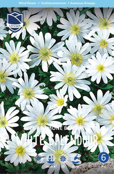 Anemone White Splendour