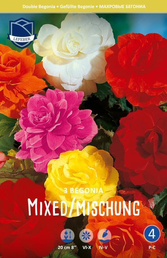 Begonia Double Mixed