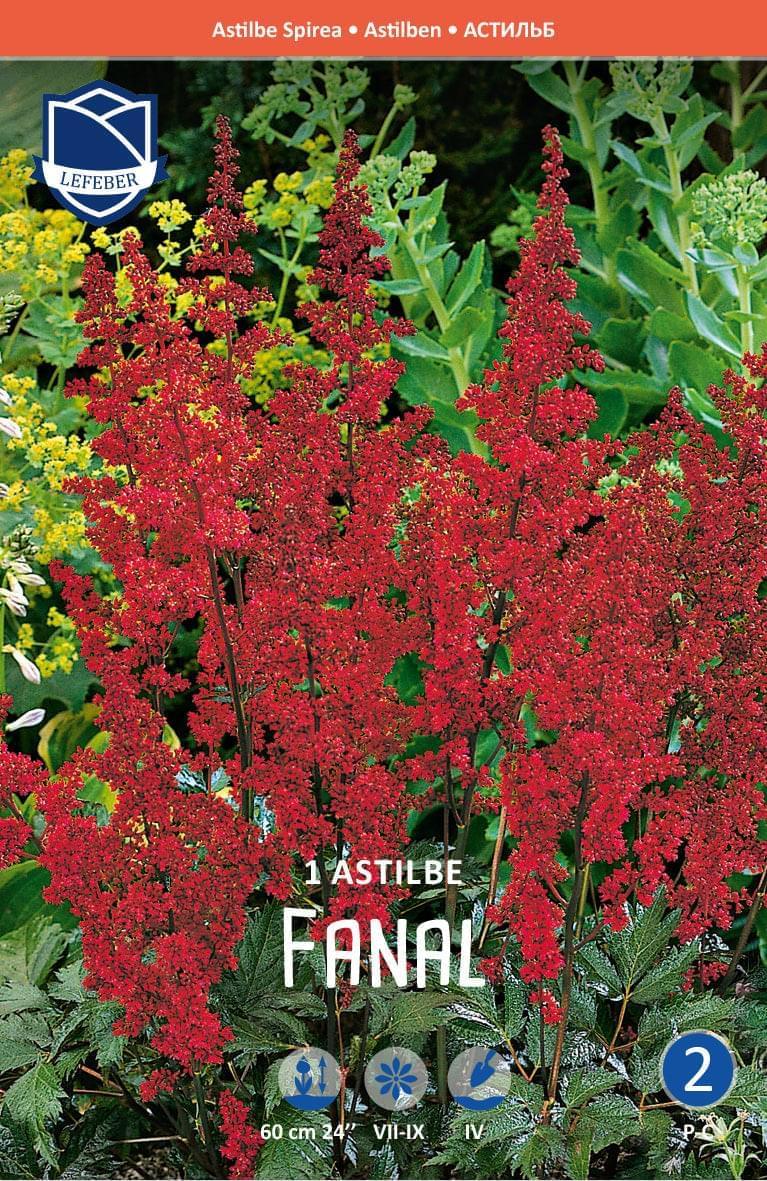 Astilbe Arendsii Fanal