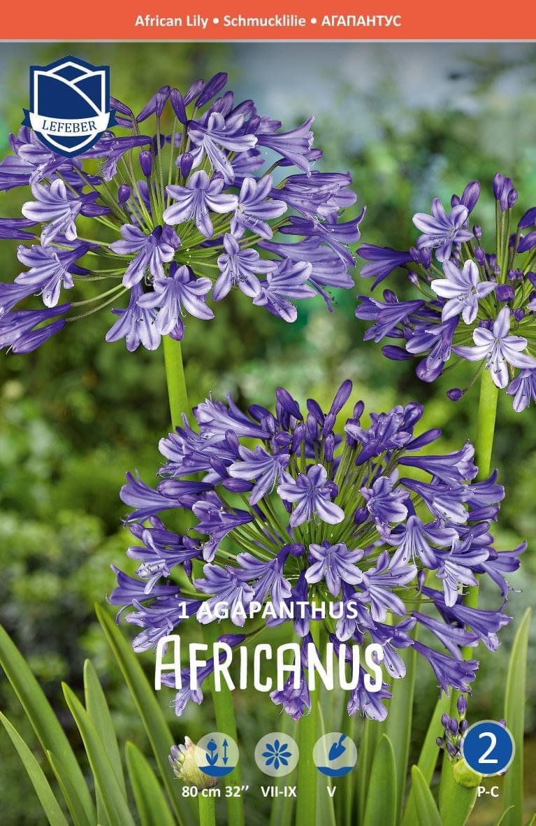 Agapanthus Africanus