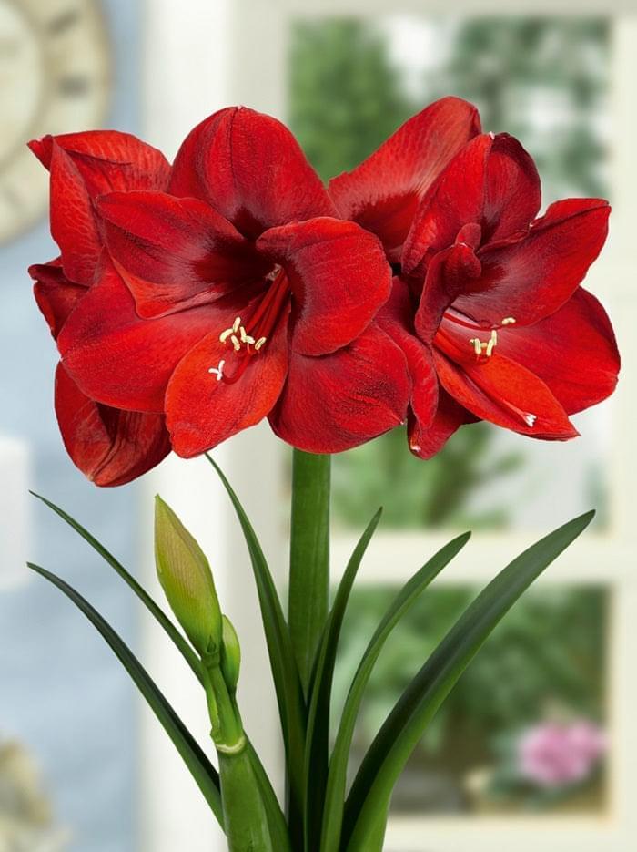 Amaryllis (Hippeastrum) Carmen