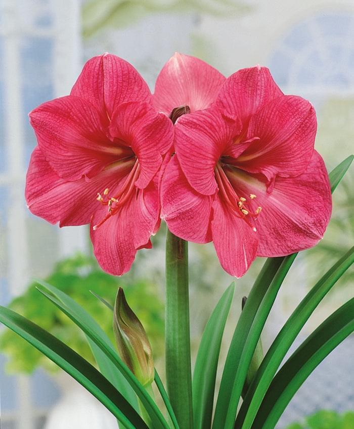 Amaryllis (Hippeastrum) Hercules