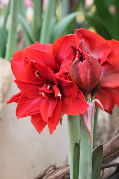 Amaryllis (Hippeastrum) Red Torro Jack the Grower
