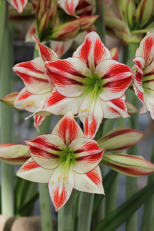 Amaryllis (Hippeastrum) Ambiance