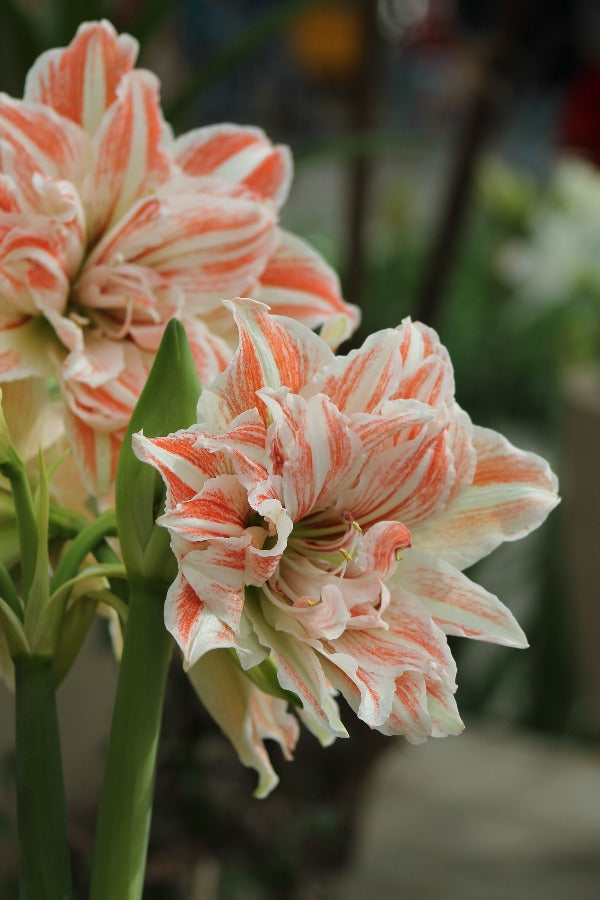 Amaryllis (Hippeastrum) Dancing Queen