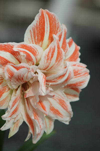 Amaryllis (Hippeastrum) Dancing Queen Jack the Grower