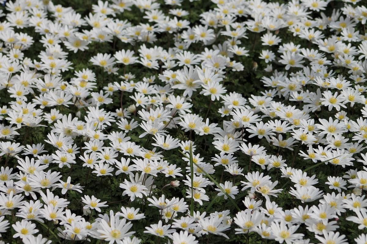 Anemone White Splendour