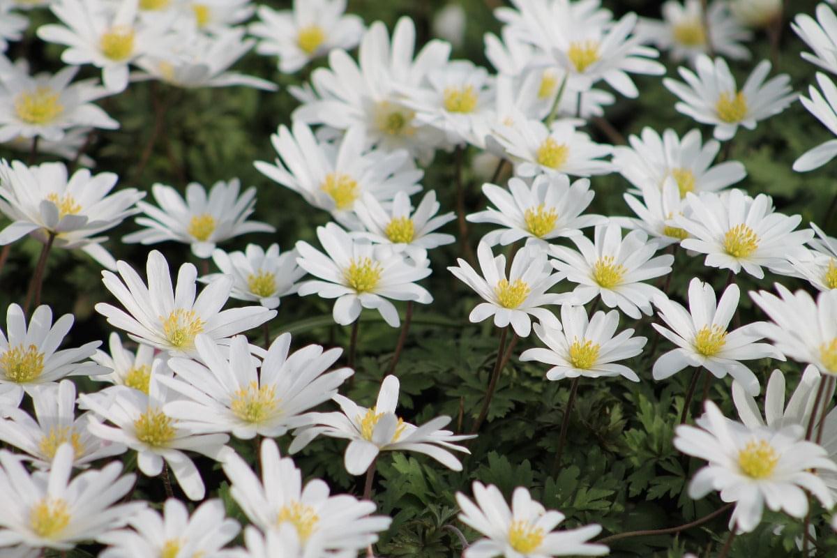 Anemone White Splendour