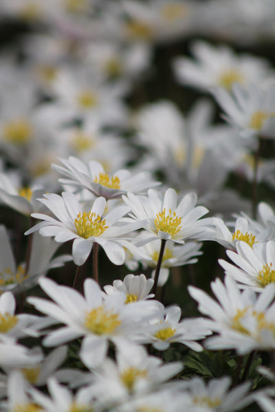 Anemone White Splendour