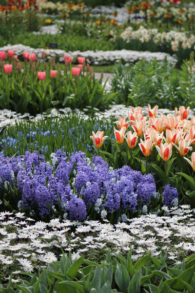 Anemone White Splendour