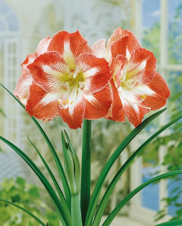 Amaryllis (Hippeastrum) Minerva