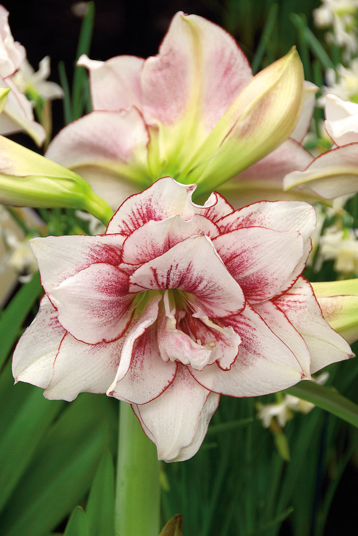 Amaryllis (Hippeastrum) Elvas
