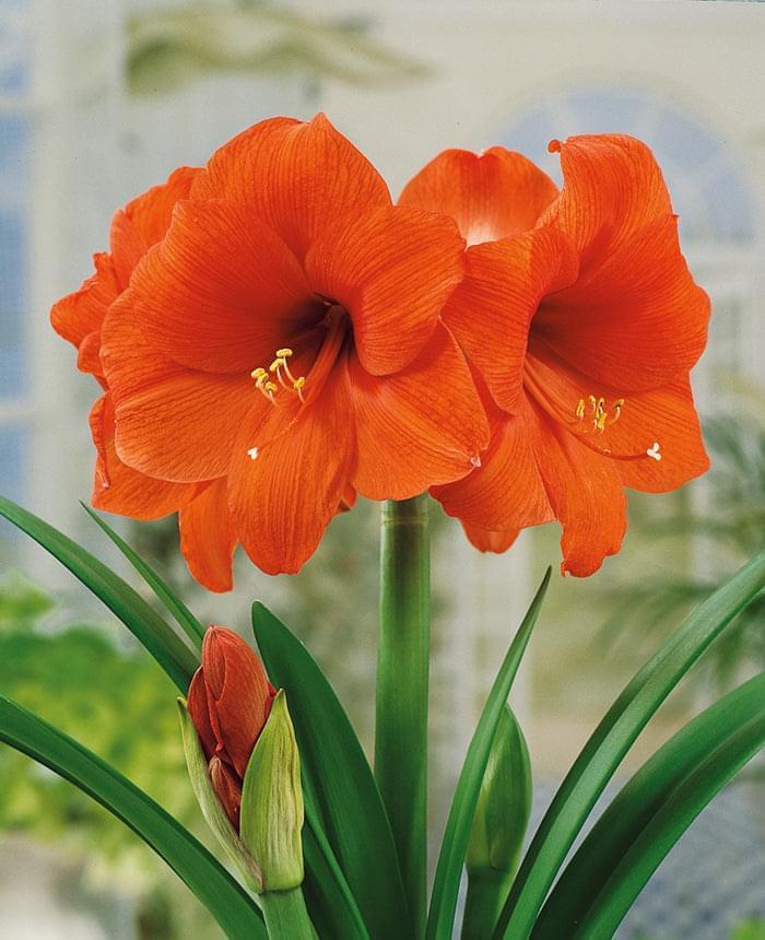 Amaryllis (Hippeastrum) Orange Souvereign