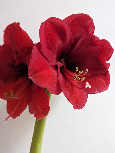 Amaryllis Carmen Jack the Grower
