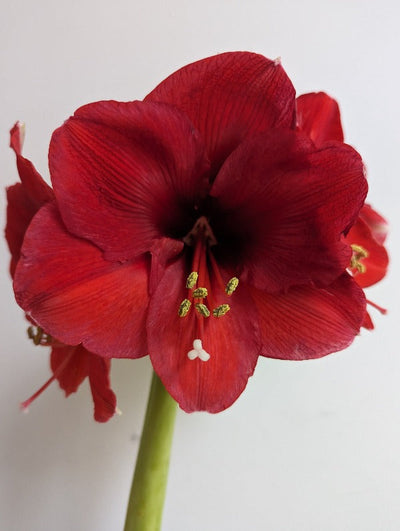 Amaryllis Carmen Jack the Grower