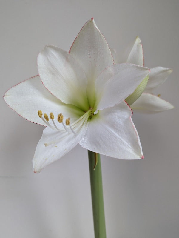 Amaryllis (Hippeastrum) Picotee Jack the Grower