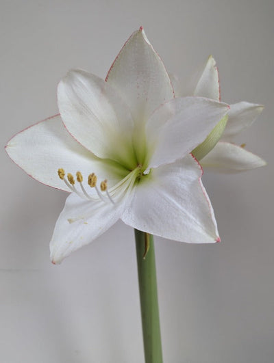 Amaryllis (Hippeastrum) Picotee Jack the Grower