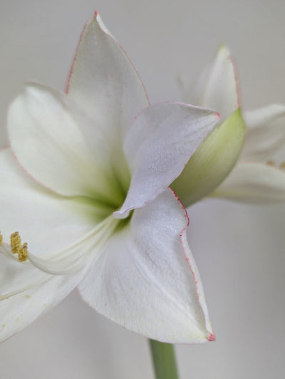 Amaryllis (Hippeastrum) Picotee Jack the Grower