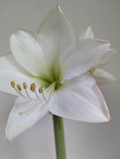 Amaryllis (Hippeastrum) Picotee Jack the Grower
