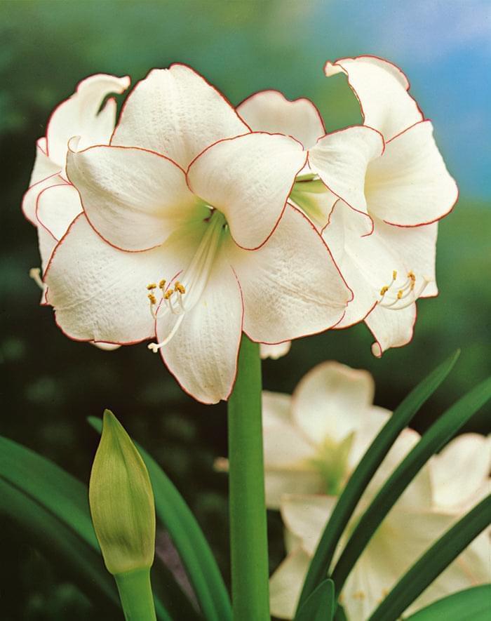 Amaryllis (Hippeastrum) Picotee
