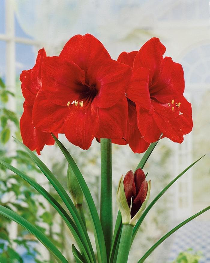 Amaryllis (Hippeastrum) Red Lion