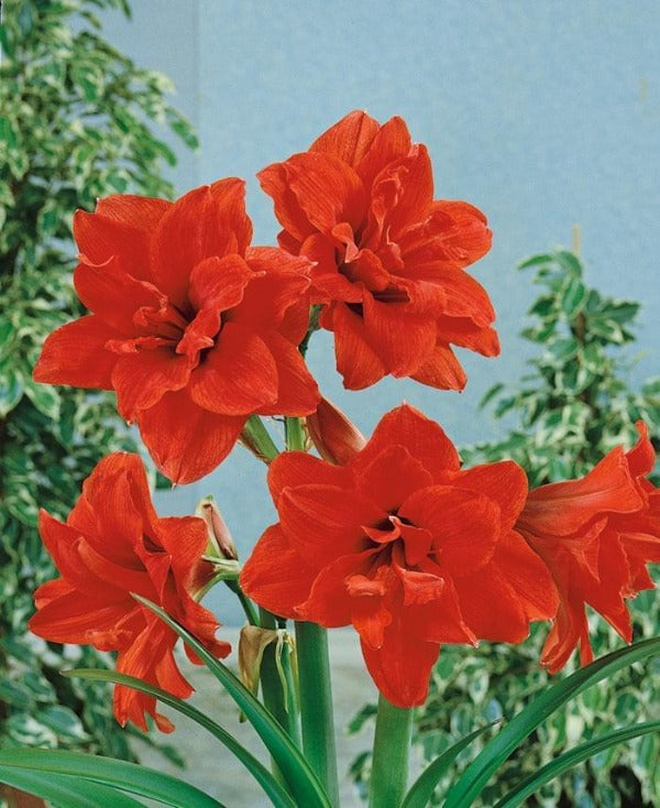 Amaryllis (Hippeastrum) Red Torro