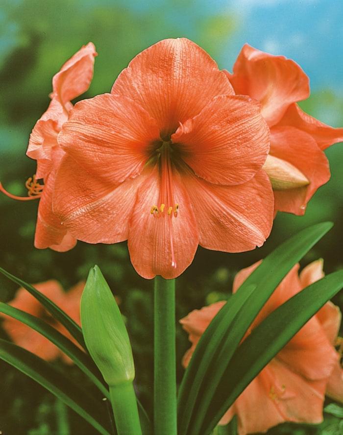 Amaryllis (Hippeastrum) Rilona