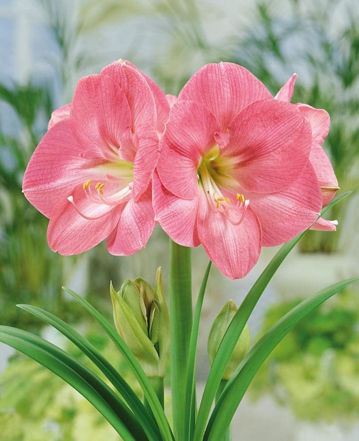 Amaryllis (Hippeastrum) Susan