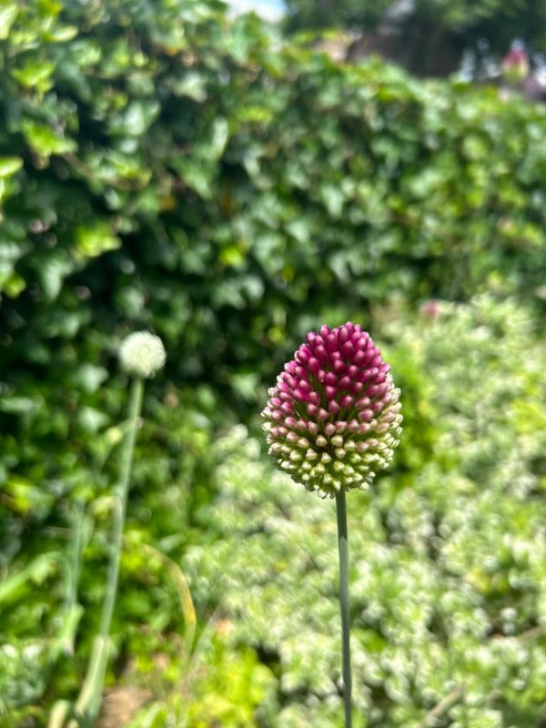 Allium Sphaerocephalon Jack the Grower