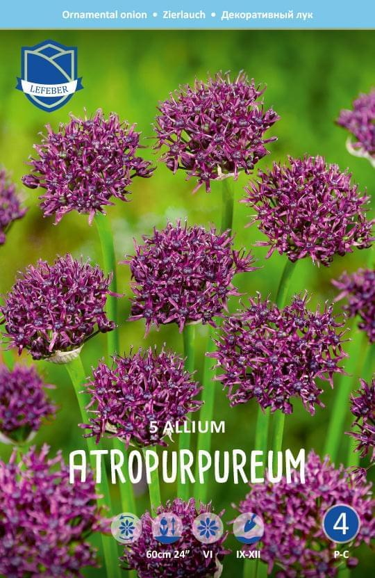 Allium Atropurpureum