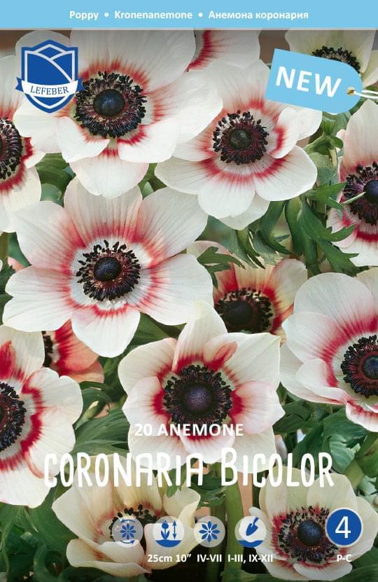 Anemone Coronaria Bicolor