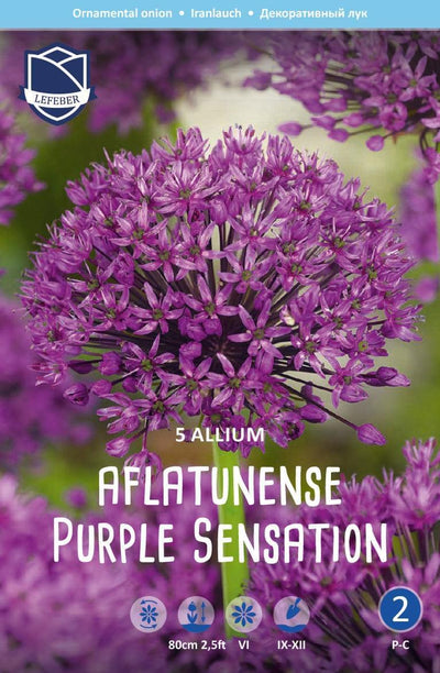 Allium Aflatunense Purple Sensation