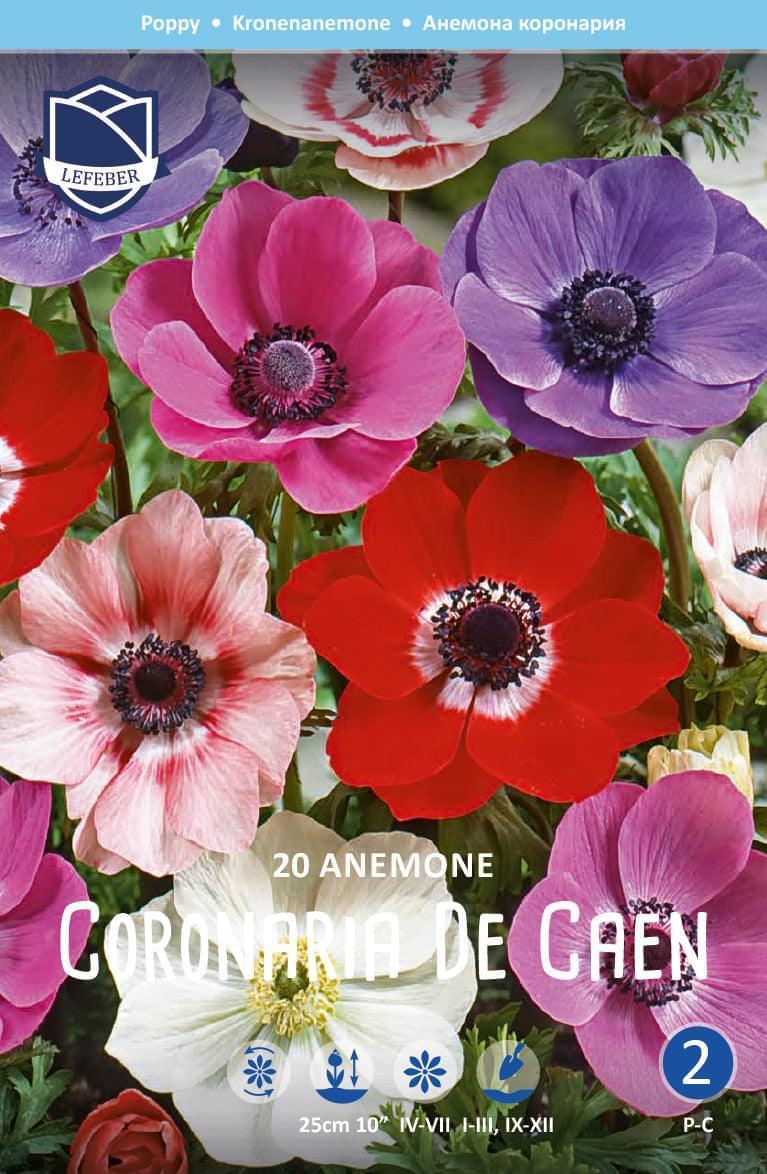 Anemone Coronaria De Caen