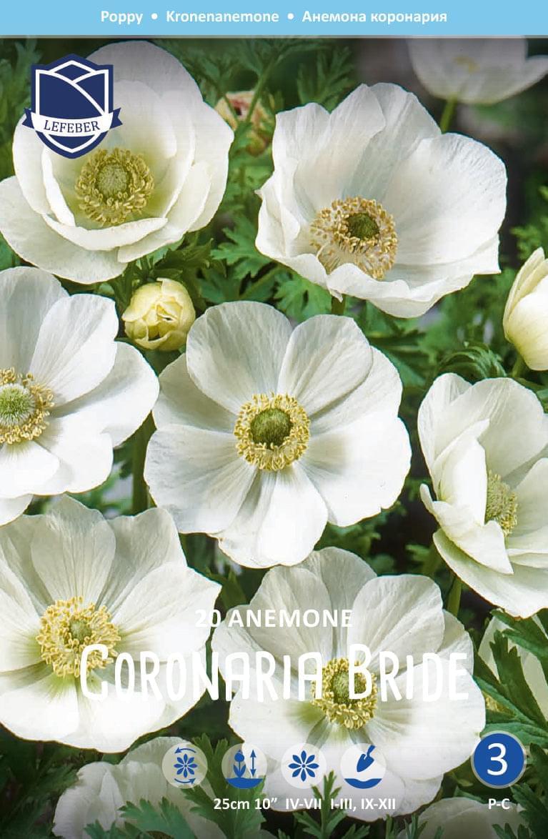Anemone Coronaria Bride