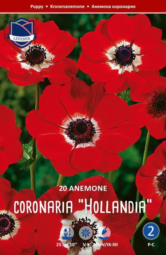 Anemone Coronaria Hollandia