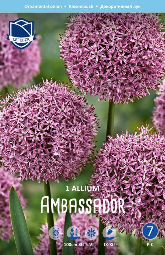 Allium Ambassador