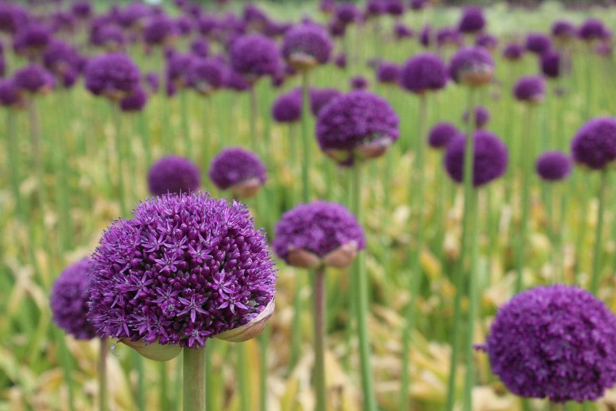 Allium Gladiator Jack the Grower