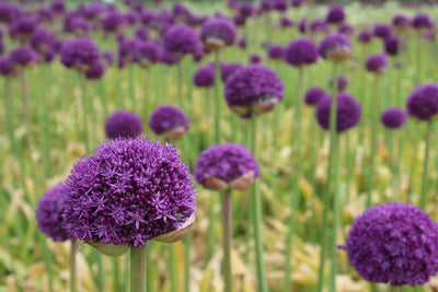 Allium Gladiator Jack the Grower