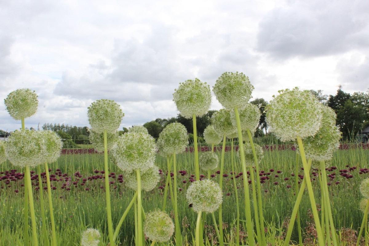 Allium Mount Everest Jack the Grower