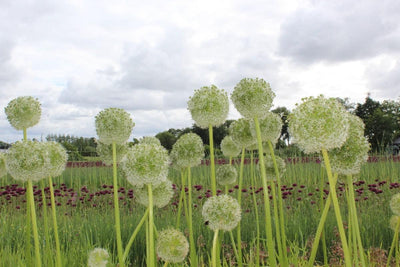 Allium Mount Everest Jack the Grower
