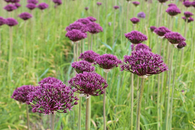 Allium Atropurpureum