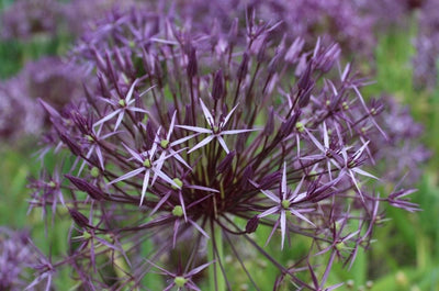 Allium Christophii