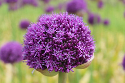 Allium Gladiator Jack the Grower