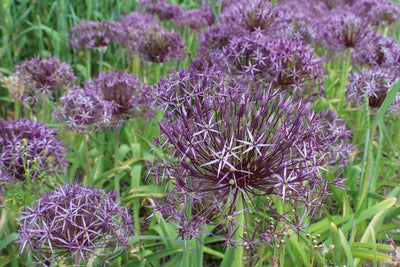 Allium Christophii