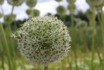 Allium Mount Everest Jack the Grower