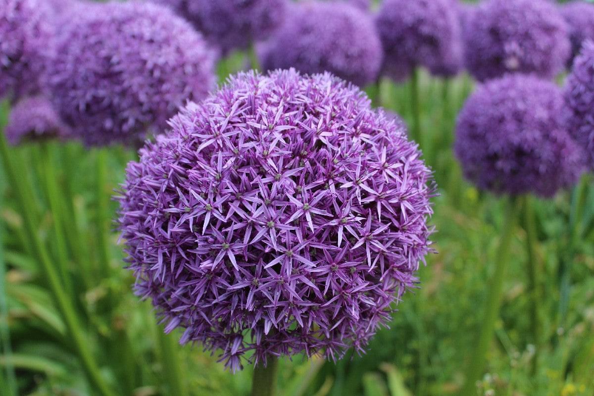 Allium Ambassador Jack the Grower