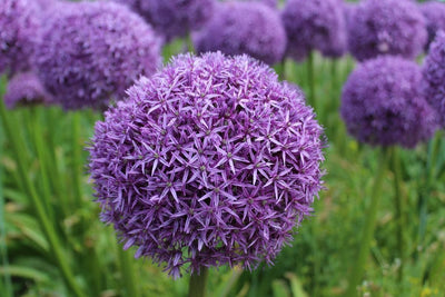 Allium Ambassador Jack the Grower