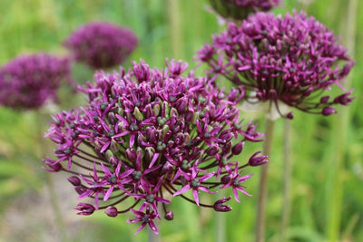 Allium Atropurpureum