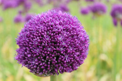 Allium Gladiator Jack the Grower