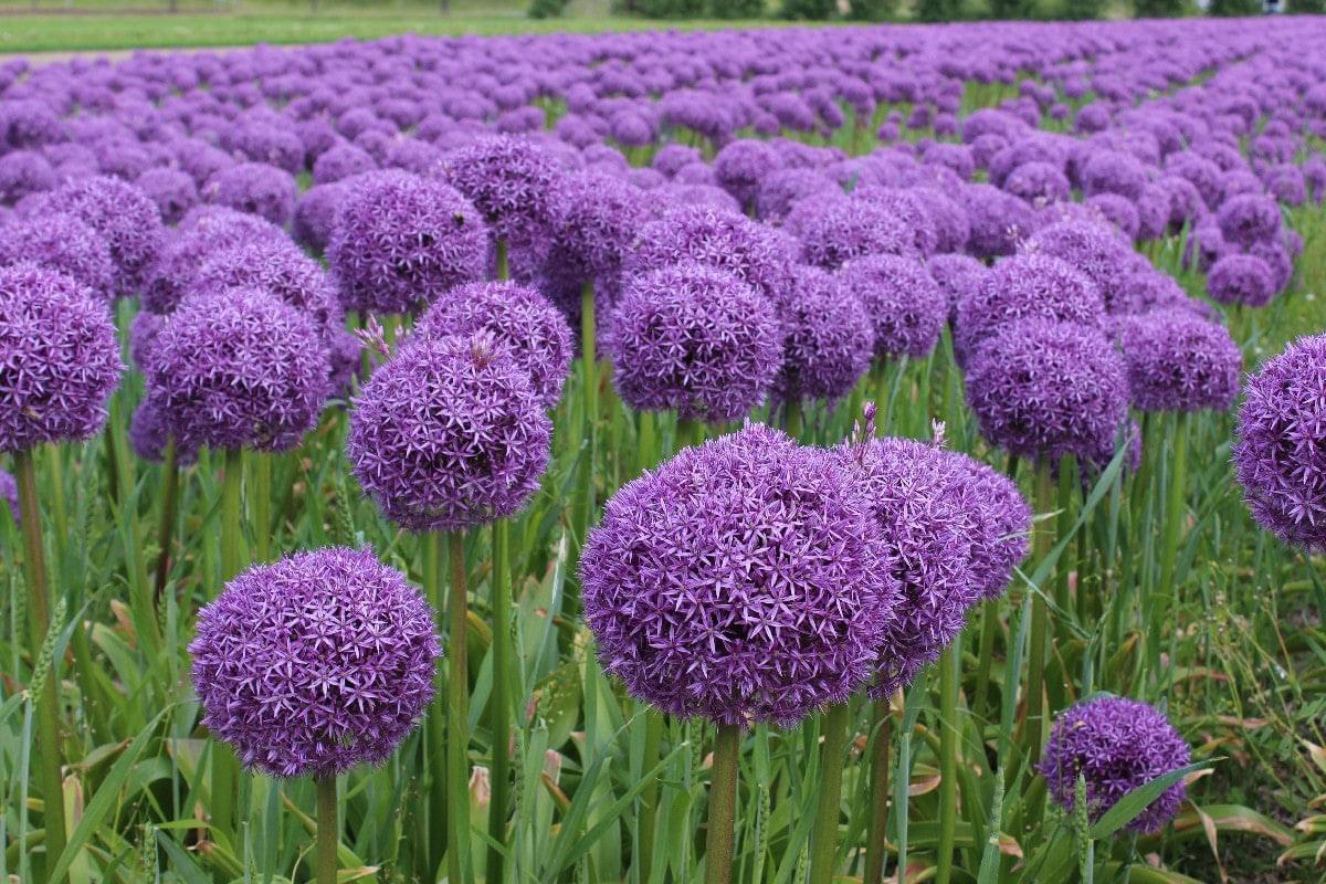 Allium Ambassador Jack the Grower